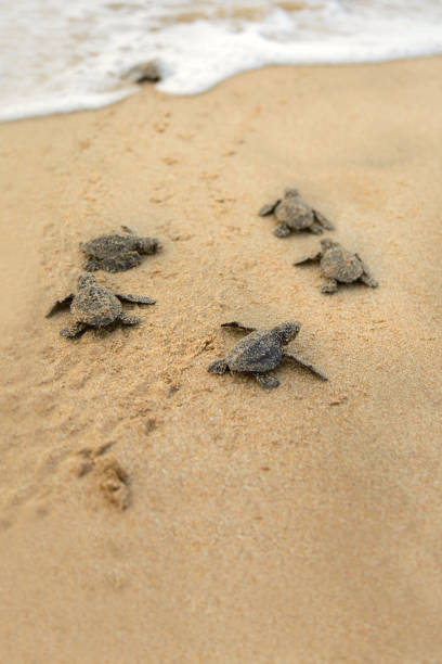 Baby turtles making it's way to the ocean Loggerhead sea turtle emergence: the turtles emerge in a group and proceed to crawl down the beach to the water sea turtle stock pictures, royalty-free photos & images