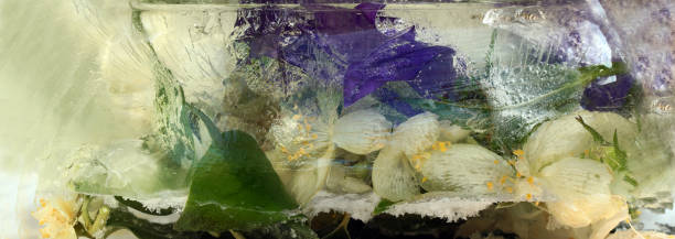istock Frozen   flower of         jessamine and campanula 1134646193