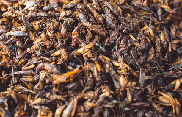 istock Full Frame Shot O F Insects For Sale 1134651266