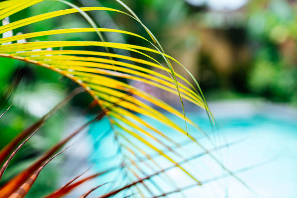 istock Palm tree leaves and pool on the background. 1134654035