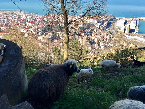 Sheep grazing in Trabzon Black Sea