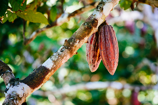 Cacao fruit in the Peruvian rainforest / Peru/ South America