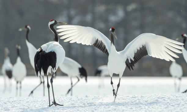 istock Japanese cranes \ Red-crowned cranes 1134656894