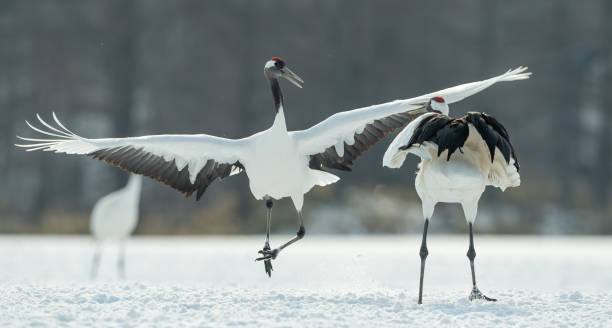 istock Japanese cranes \ Red-crowned cranes 1134656905