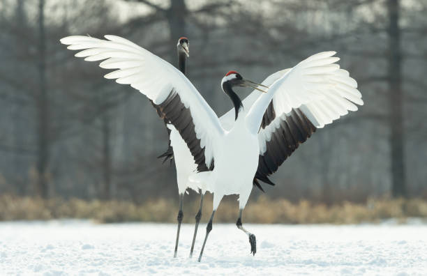istock Japanese cranes \ Red-crowned cranes 1134656934
