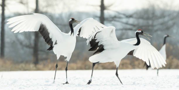 istock Japanese cranes \ Red-crowned cranes 1134656982