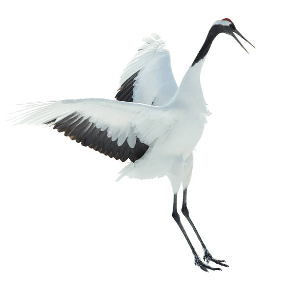 istock Japanese crane. Isolated on white. 1134656994