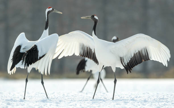 istock Japanese cranes \ Red-crowned cranes 1134657009