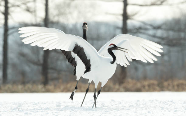 istock Japanese cranes \ Red-crowned cranes 1134657528