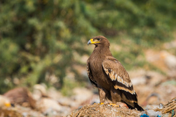 Steppe eagle (Aquila nipalensis) portrait at jorbeer, bikaner, India Steppe eagle (Aquila nipalensis) portrait at jorbeer, bikaner, India steppe eagle aquila nipalensis stock pictures, royalty-free photos & images