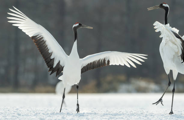 istock Japanese cranes \ Red-crowned cranes 1134657606