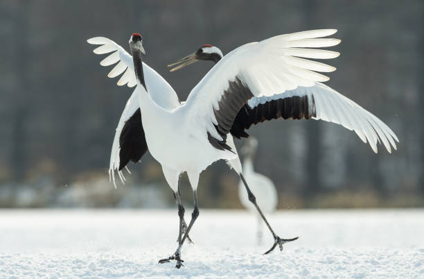 istock Japanese cranes \ Red-crowned cranes 1134657610