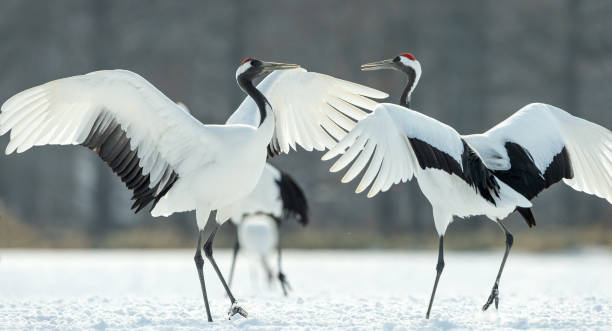 istock Japanese cranes \ Red-crowned cranes 1134657691