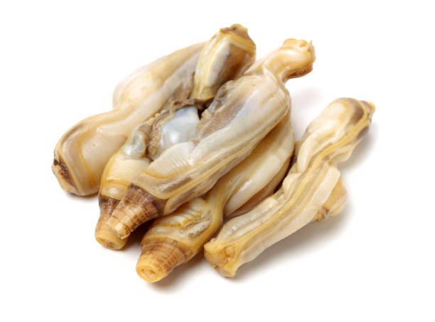 istock Razor clams isolated on white background. 1134657938