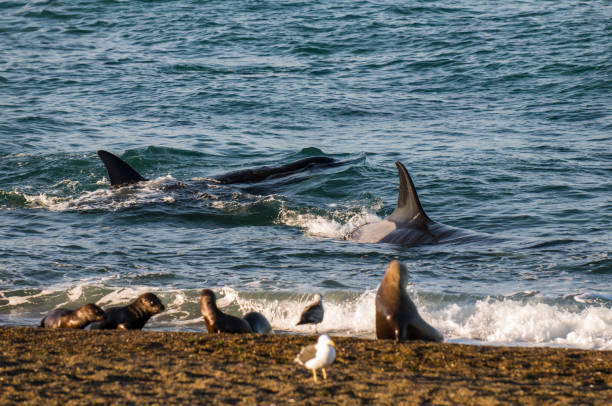 istock Killer whale , hunting sea lions 1134660248