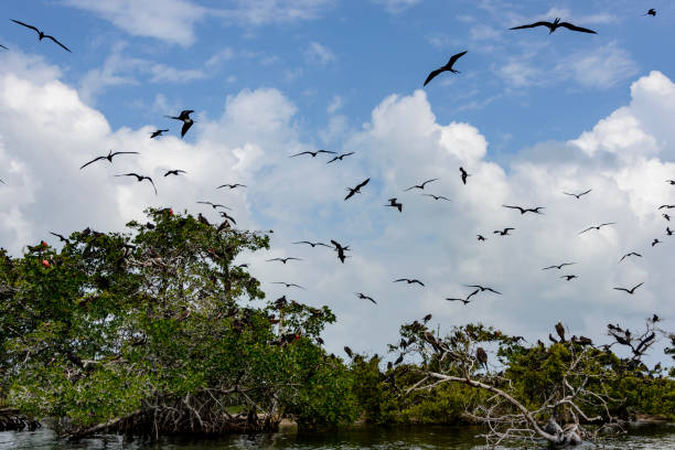 istock A small island used by Frigate birds as their nesting site. 1134660440