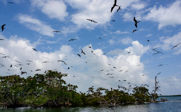istock A small island used by Frigate birds as their nesting site. 1134660464