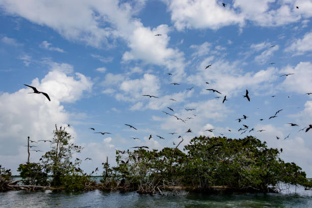 istock A small island used by Frigate birds as their nesting site. 1134660486