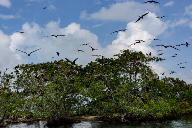 istock A small island used by Frigate birds as their nesting site. 1134660518