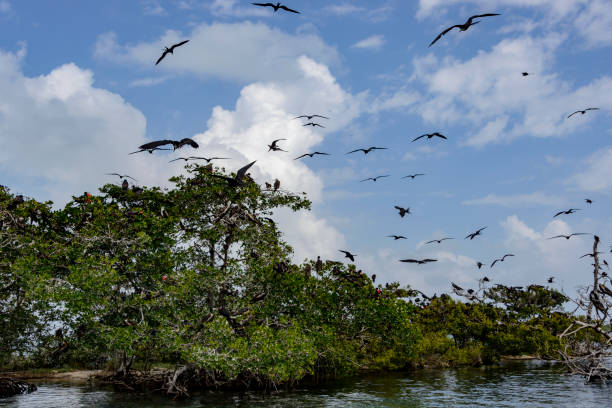 istock A small island used by Frigate birds as their nesting site. 1134660540