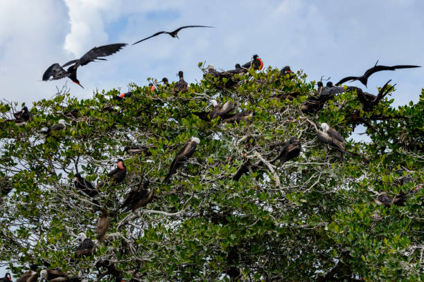 istock A small island used by Frigate birds as their nesting site. 1134660564