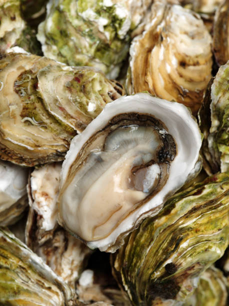 fresh opened oyster background - pacific oyster imagens e fotografias de stock