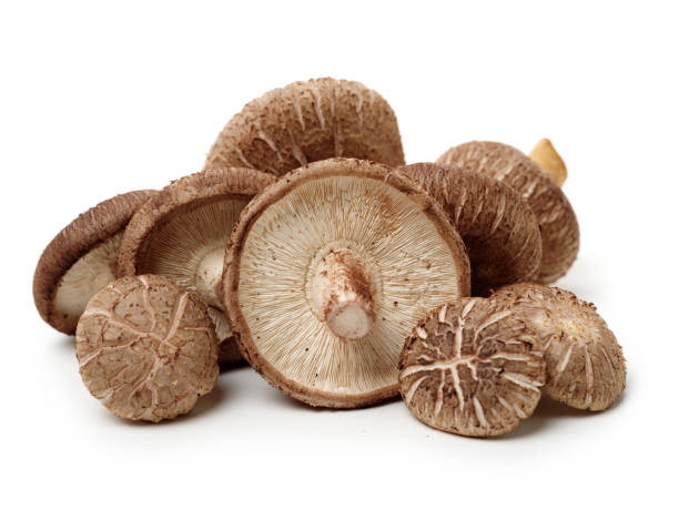 fungo shiitake sullo sfondo bianco - edible mushroom plants raw food nature foto e immagini stock