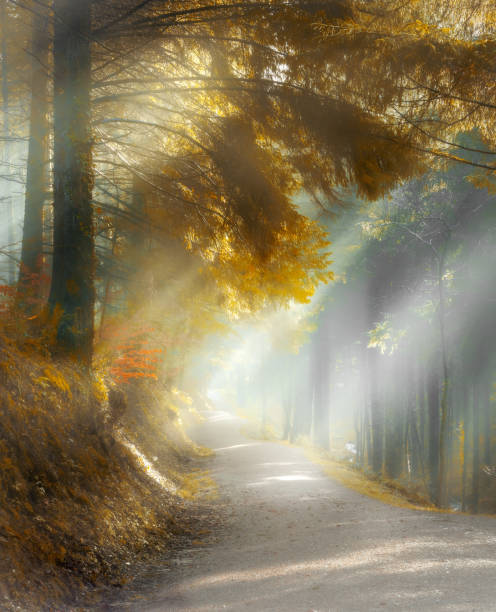 istock Misty Woodland Walk, with sun rays through beautiful Pine Trees, Cardinham Woods, Cornwall 1134661763
