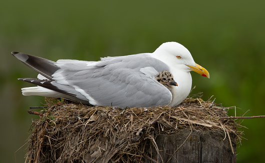 Herring Gull with its chick underneath its wings on a nest in Anchorage, Alaska