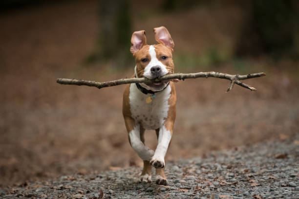 istock Kid and his dog playing in the woods. 1134663714