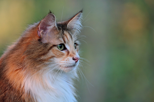 A beautiful cat outdoors with soft light on her fur