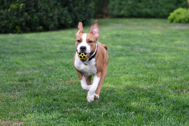 istock American Staffordshire Terrier playing 1134664990