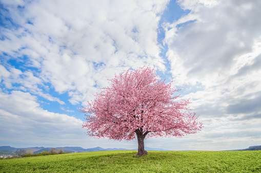 Tree on a green meadow. Flowering tree pink cherry sakura in spring. Solitary and isolated tree in the middle of the spring landscape.