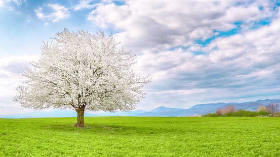 Single tree on a green meadow. Flowering tree white cherry white sakura in spring. Solitary and isolated tree in the middle of the spring landscape.