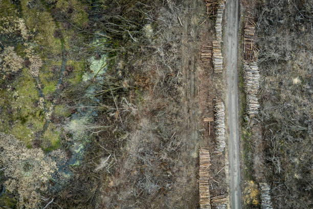 vista aérea do desmatamento terrível, floresta destruída para a colheita, europa - landscape aerial view lumber industry agriculture - fotografias e filmes do acervo
