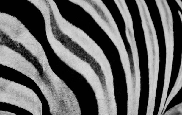 istock Zebra print design and seamless pattern in black and white and colors 1134667501