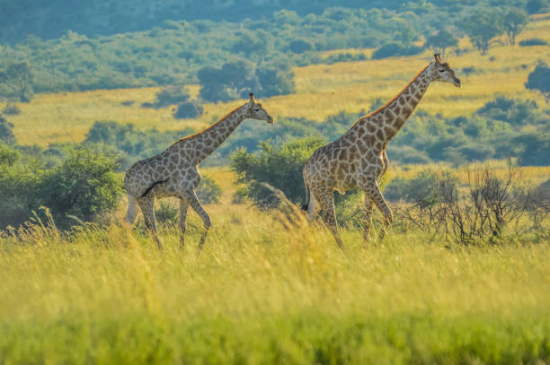 istock Authentic true South African safari experience in bushveld in a game reserve 1134667676