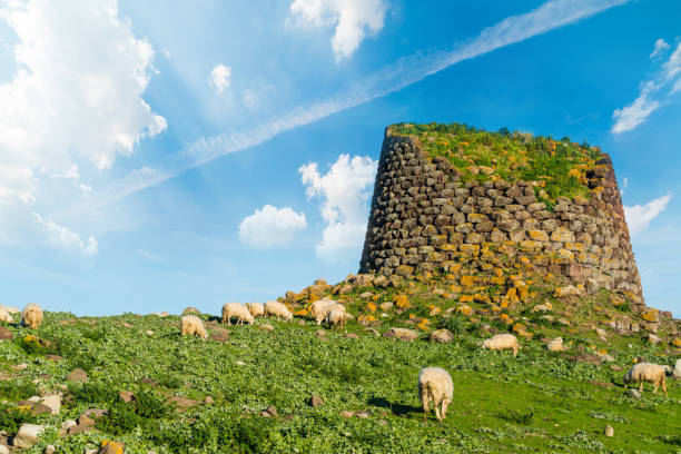 стадо овец нураге на сардинии - nuragic стоковые фото и изображения