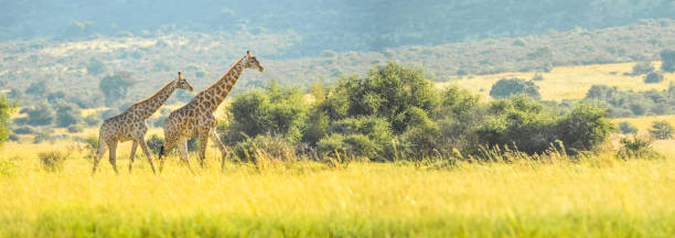istock Authentic true South African safari experience in bushveld in a game reserve 1134667807