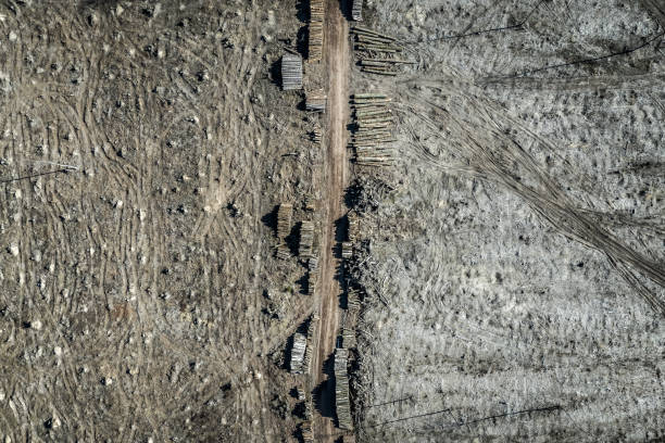 ひどい森林破壊の上空を飛ぶ, 収穫のための森林を破壊, ヨーロッパ - landscape aerial view lumber industry agriculture ストックフォトと画像