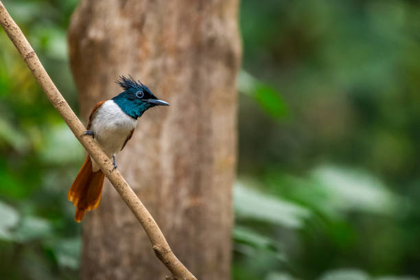 Asian Paradise Flycatcher! This image of Asian Paradise Flycatcher Bird is taken at Kerala in India. eutrichomyias rowleyi stock pictures, royalty-free photos & images