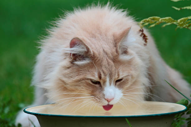 istock Norwegian forest cat male drinking 1134668050