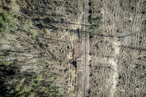 voando acima do desmatamento terrível, exploração madeireira, destruição ambiental, polônia - landscape aerial view lumber industry agriculture - fotografias e filmes do acervo