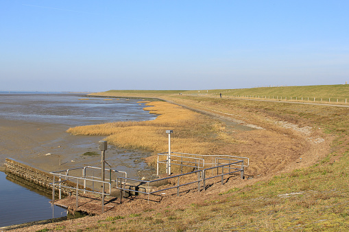 beautiful yellow grass clumps in the salt marsh along river scheldt against the delta dike with low tide in winter
