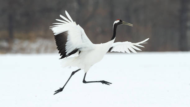 istock The red-crowned crane. 1134668760