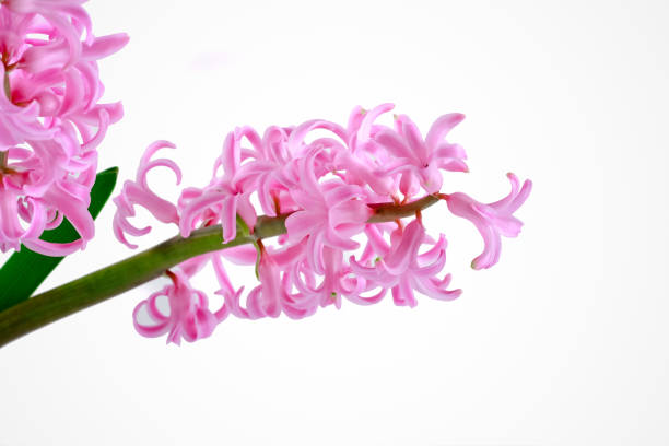 istock Pink hyacinth flower 1134668855
