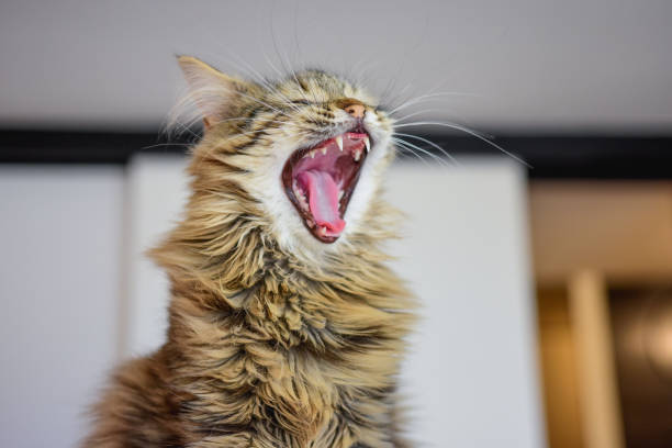 istock Small domestic cat yawning 1134668903