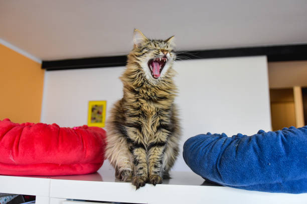 istock Domestic cat yawning 1134668904