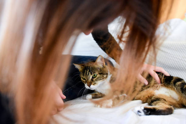 istock Young woman playing with her domestic cat 1134668933