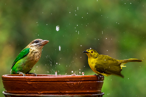 This image of Coppersmith Barbet and Yellow Browed Bulbul splashing water is taken at Kerala in India.